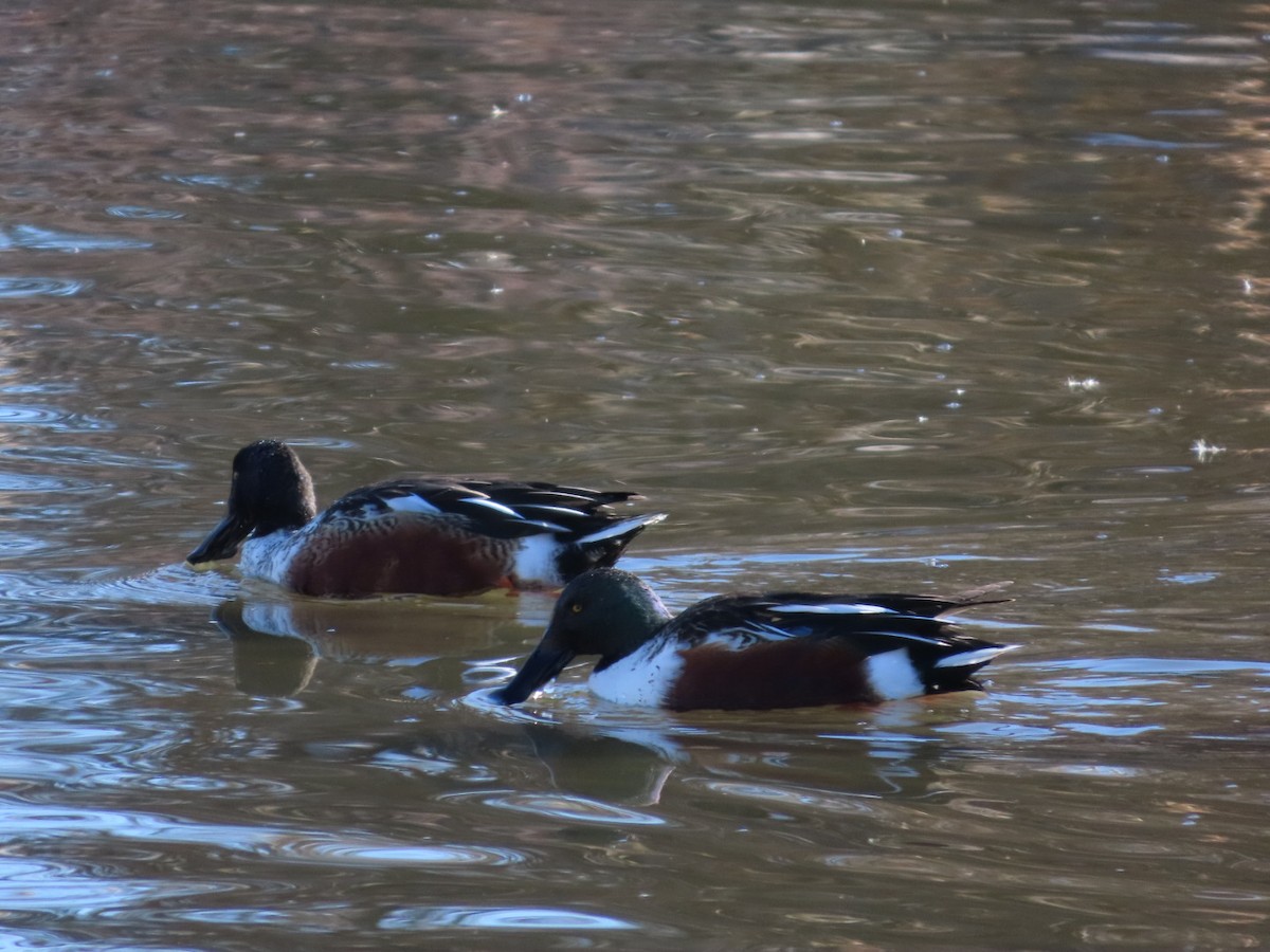 Халбага нугас - ML646535663