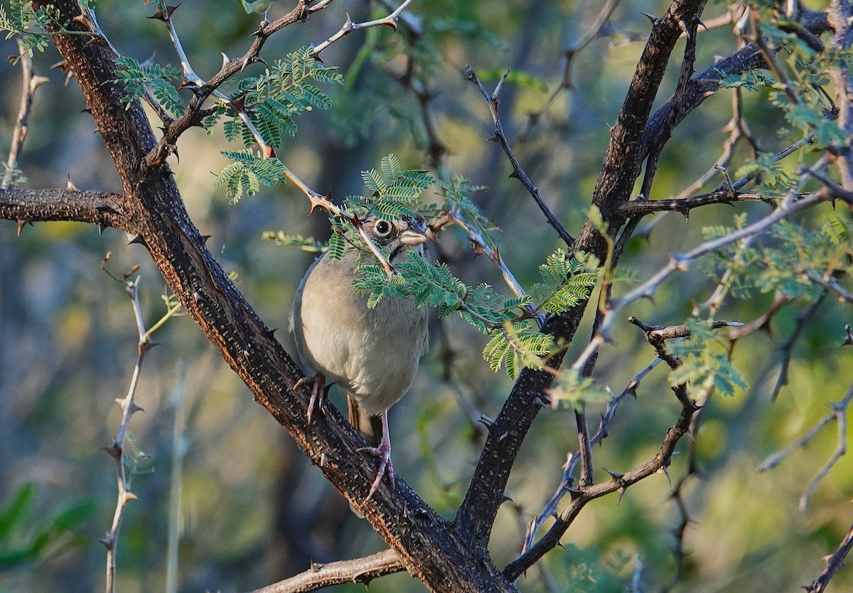 Rufous-crowned Sparrow - ML646535664