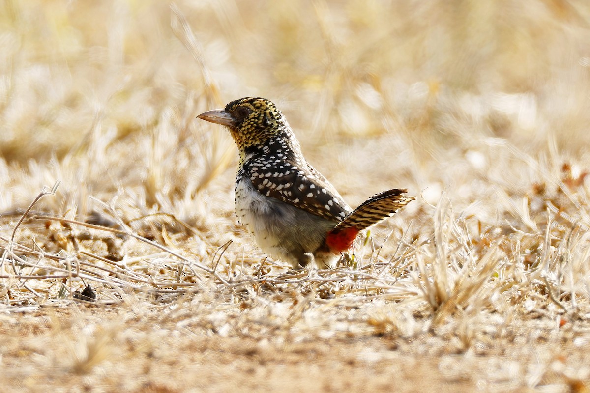 D'Arnaud's Barbet (D'Arnaud's) - ML646535665