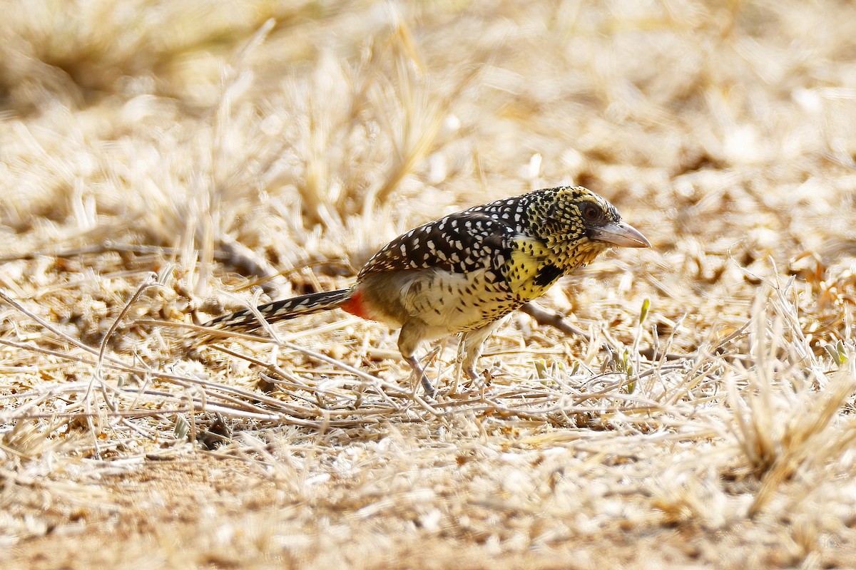D'Arnaud's Barbet (D'Arnaud's) - ML646535666