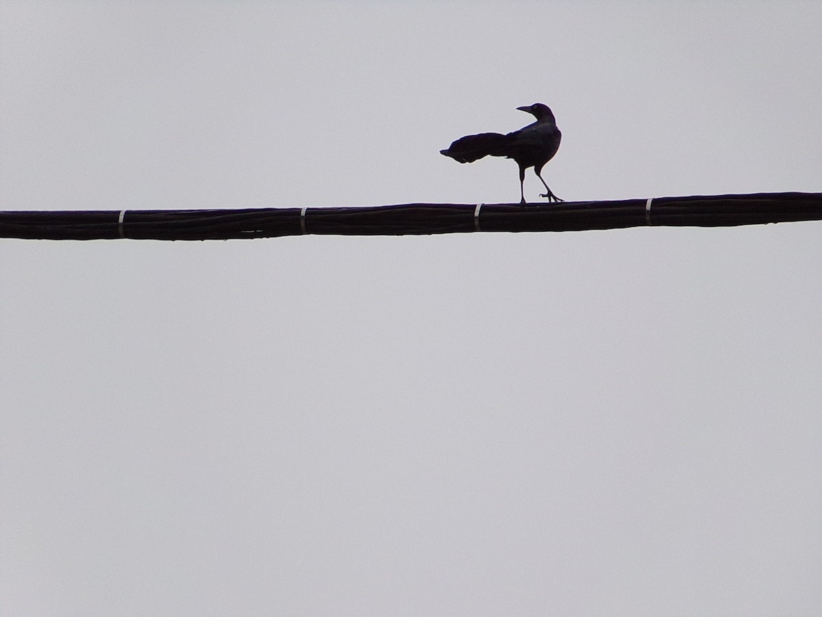 Büyük Kuyruklu Kiskal - ML646535667