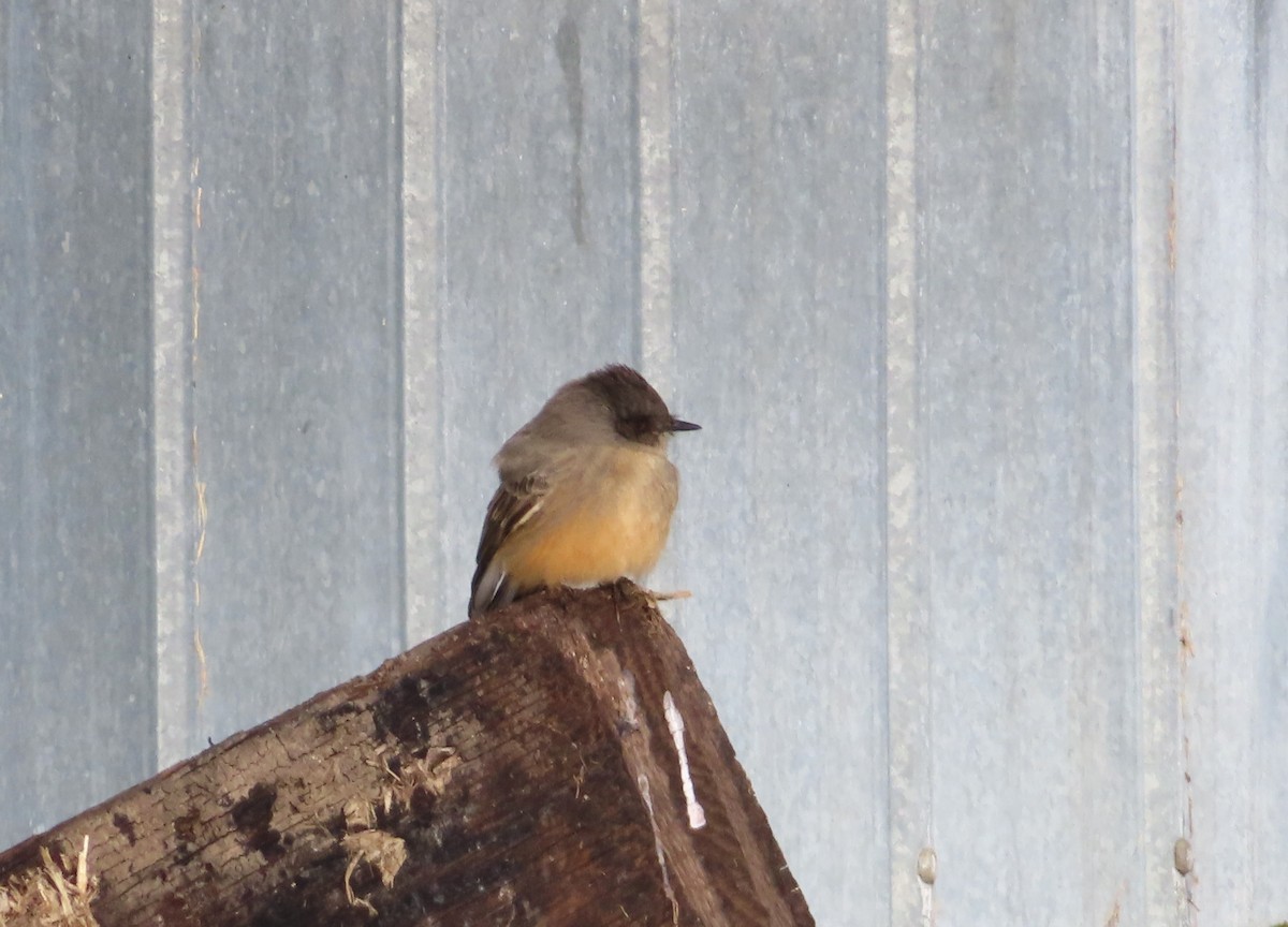 Say's Phoebe - ML646535668