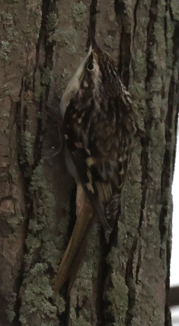 šoupálek americký - ML646535669