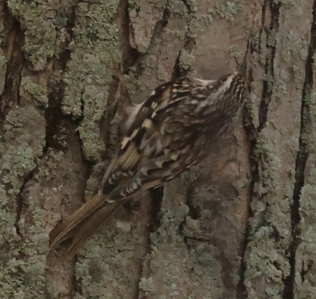 šoupálek americký - ML646535670