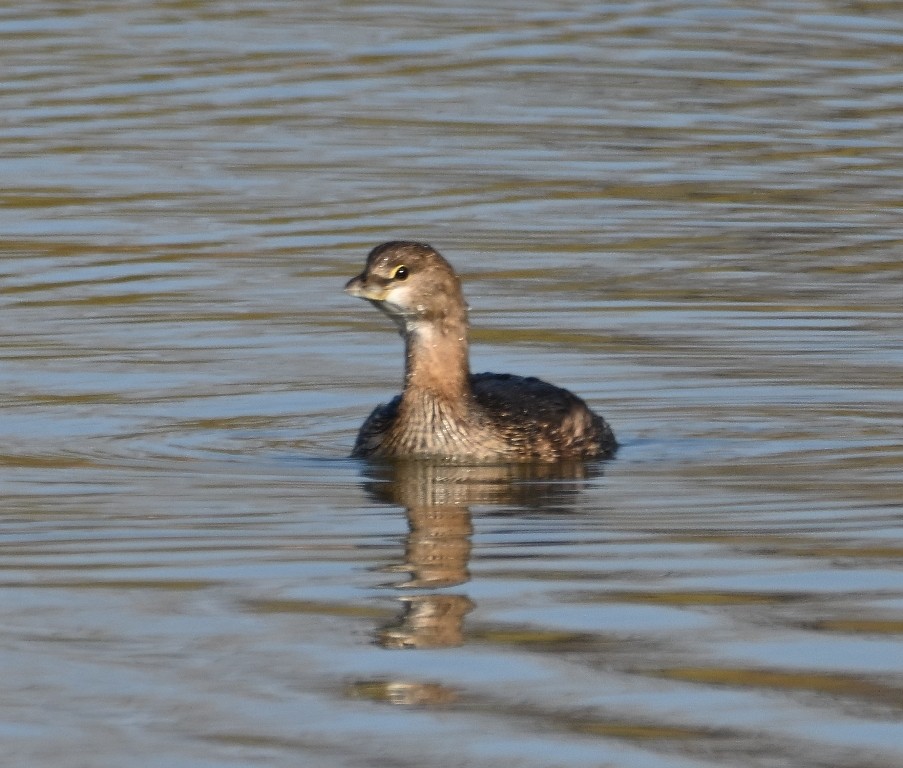 Zampullín Picogrueso - ML646535673