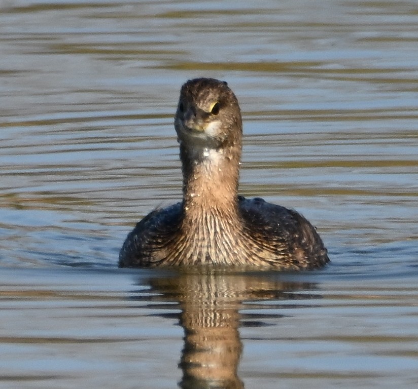Zampullín Picogrueso - ML646535674