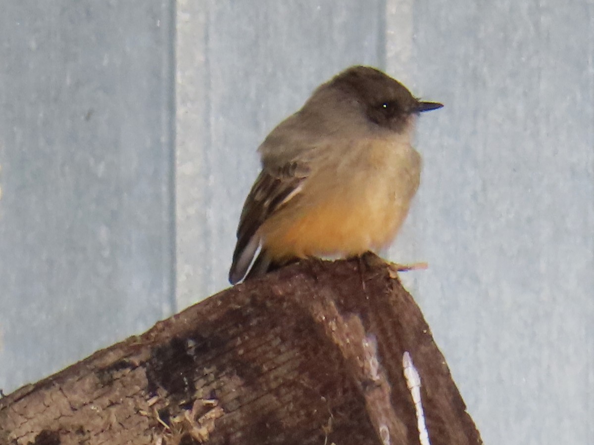 Say's Phoebe - ML646535675