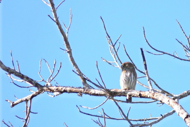 kulíšek brazilský [skupina brasilianum] - ML646535677