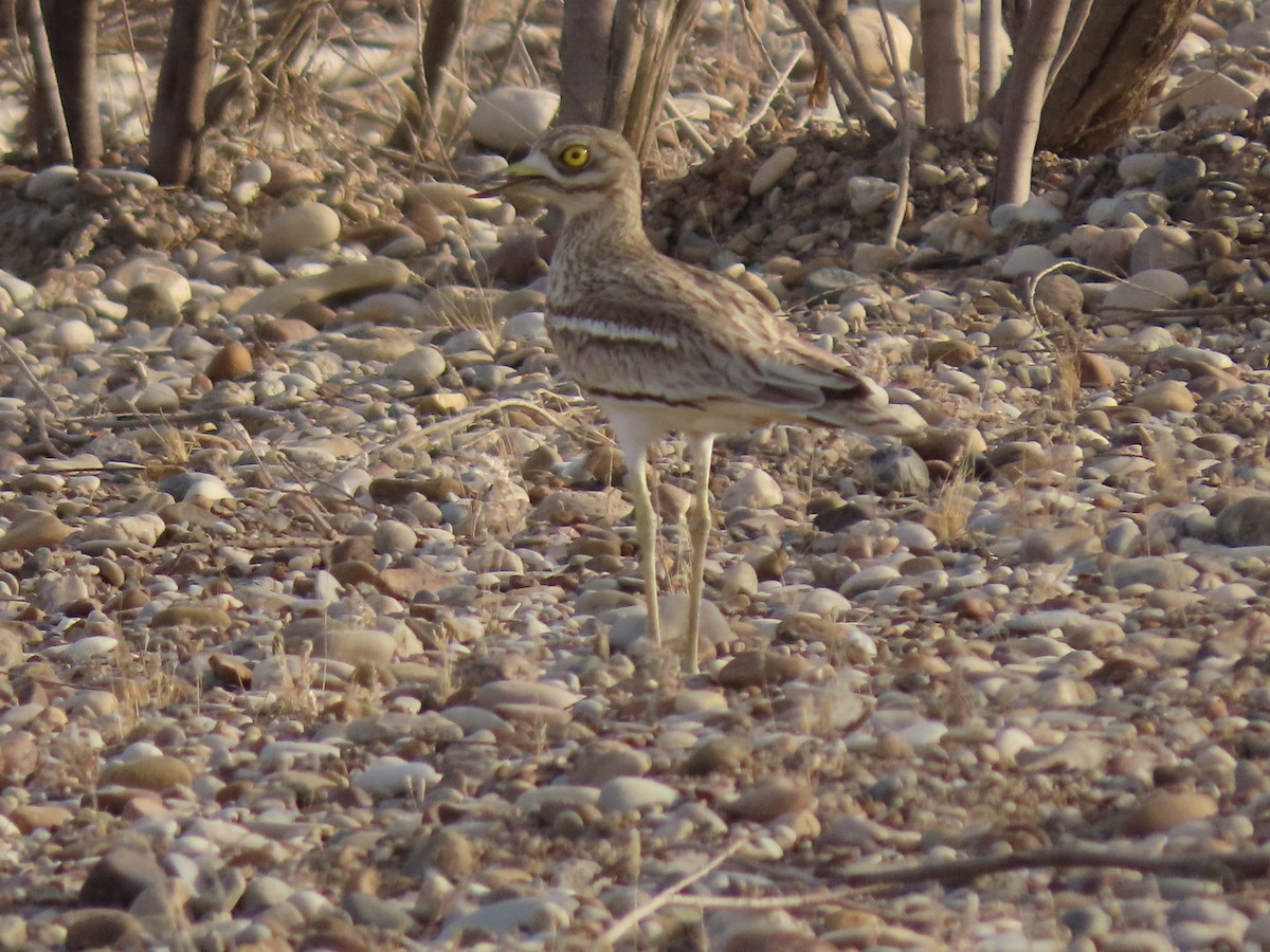 Eurasian Thick-knee - ML646535680