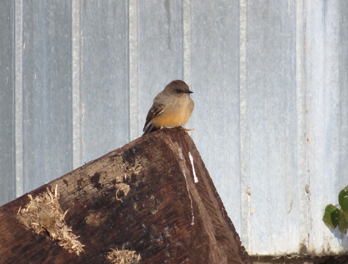 Say's Phoebe - ML646535684