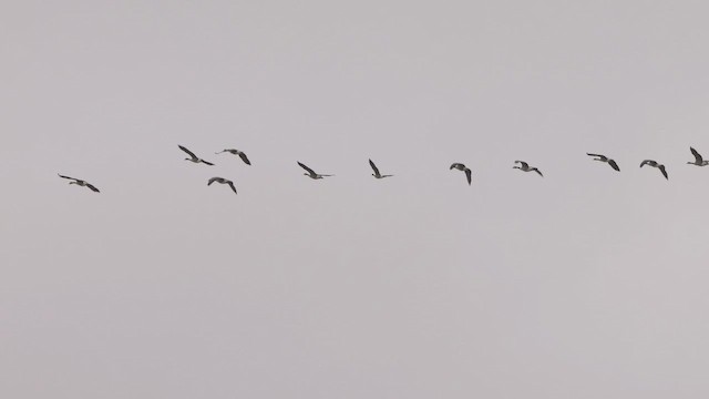 Казарка канадська - ML646535685