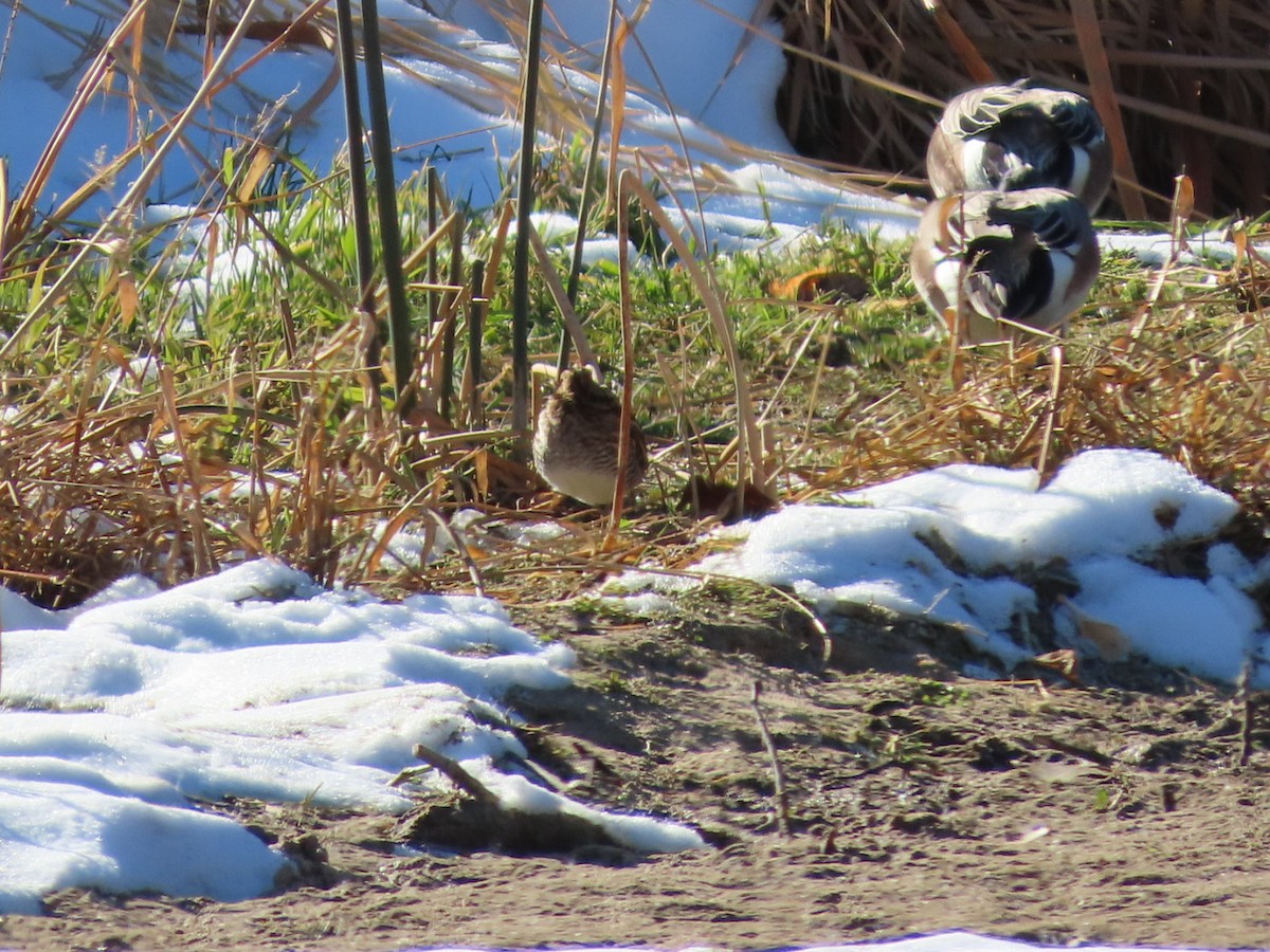Wilson's Snipe - ML646535686