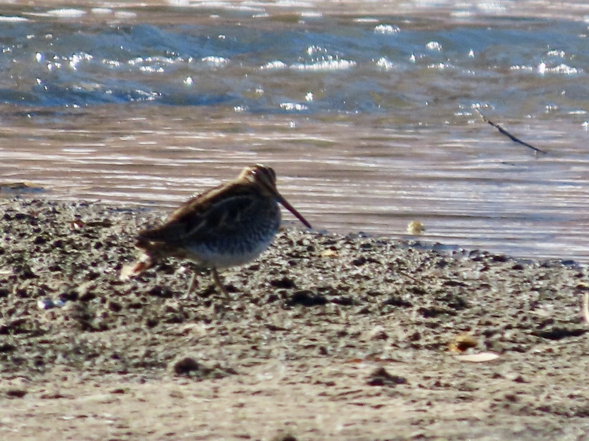 Wilson's Snipe - ML646535687