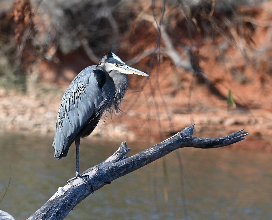Great Blue Heron - ML646535688