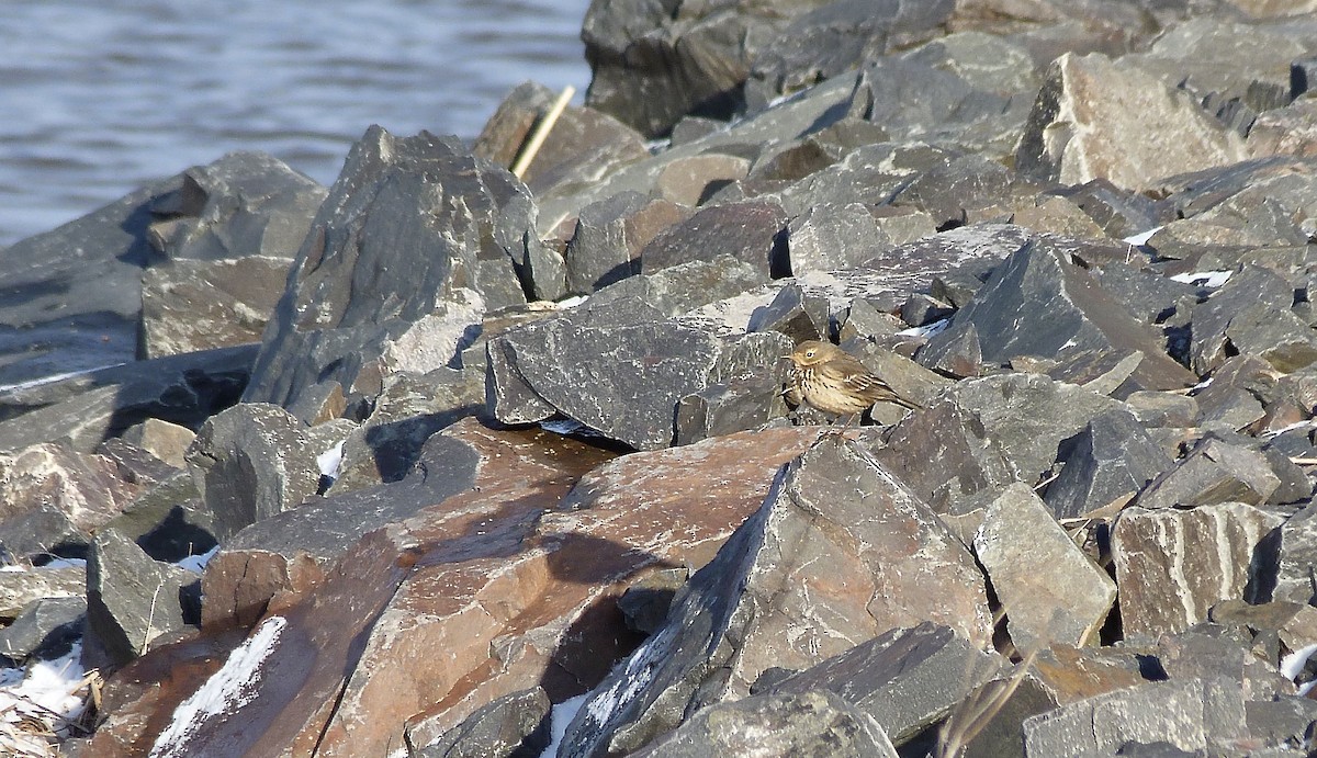 American Pipit - ML646535689