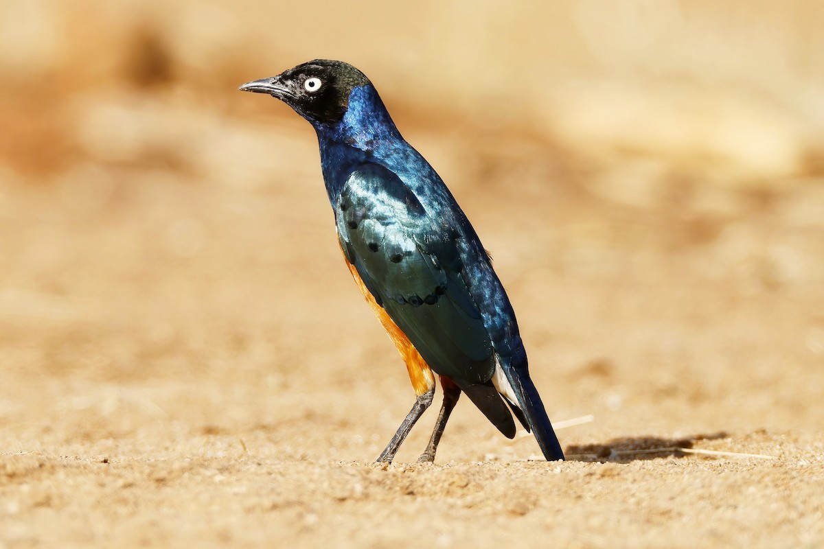 Superb Starling - ML646535691