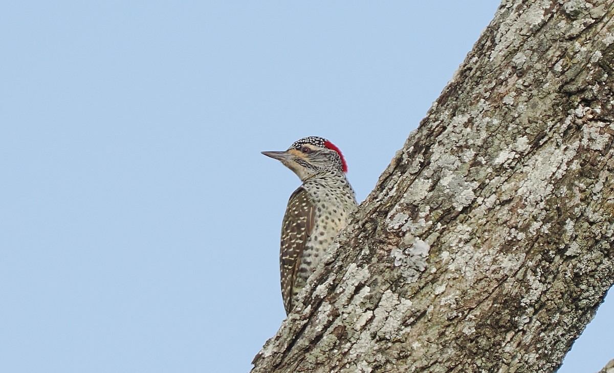 Нубийский дятел - ML646535692