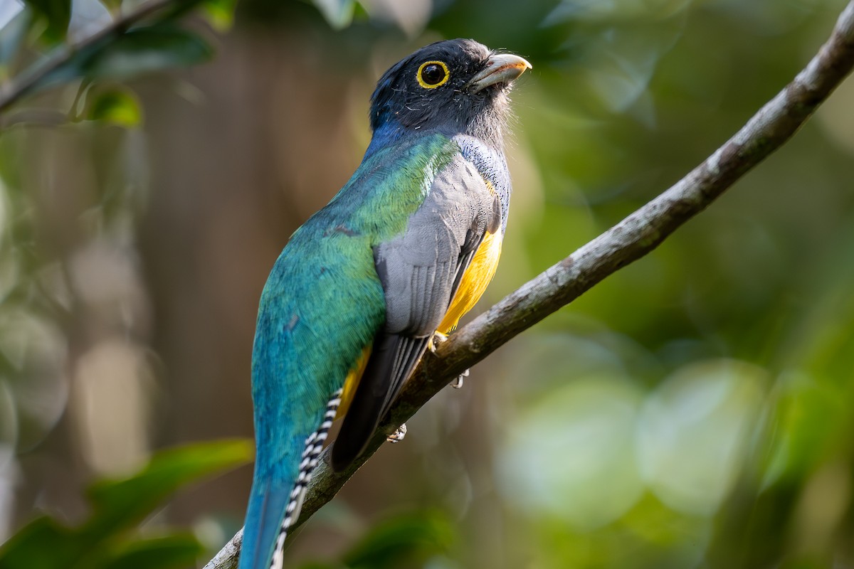 Gartered Violaceous Trogon - ML646535694