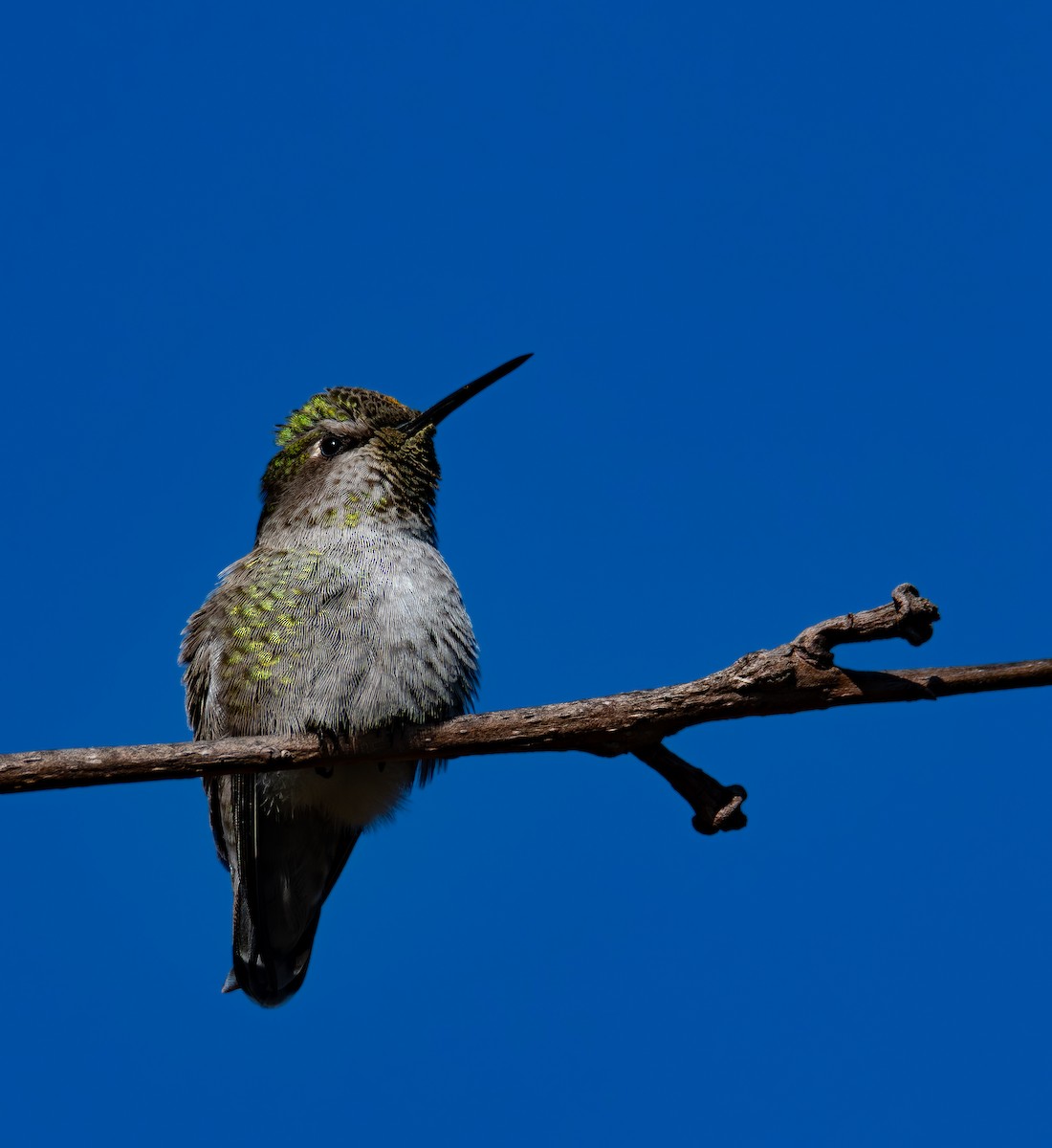 Anna's Hummingbird - ML646535698