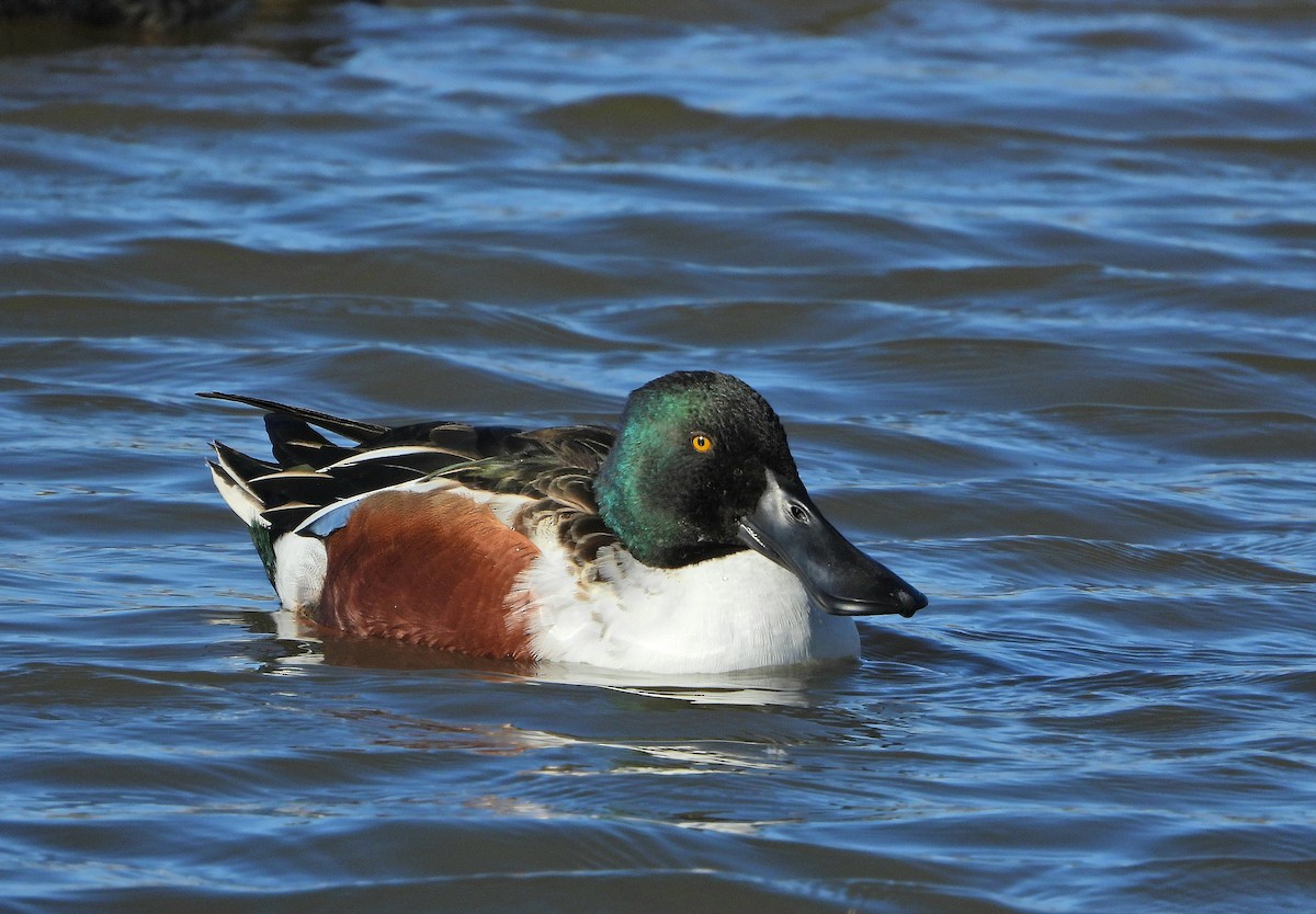 Northern Shoveler - ML646535699