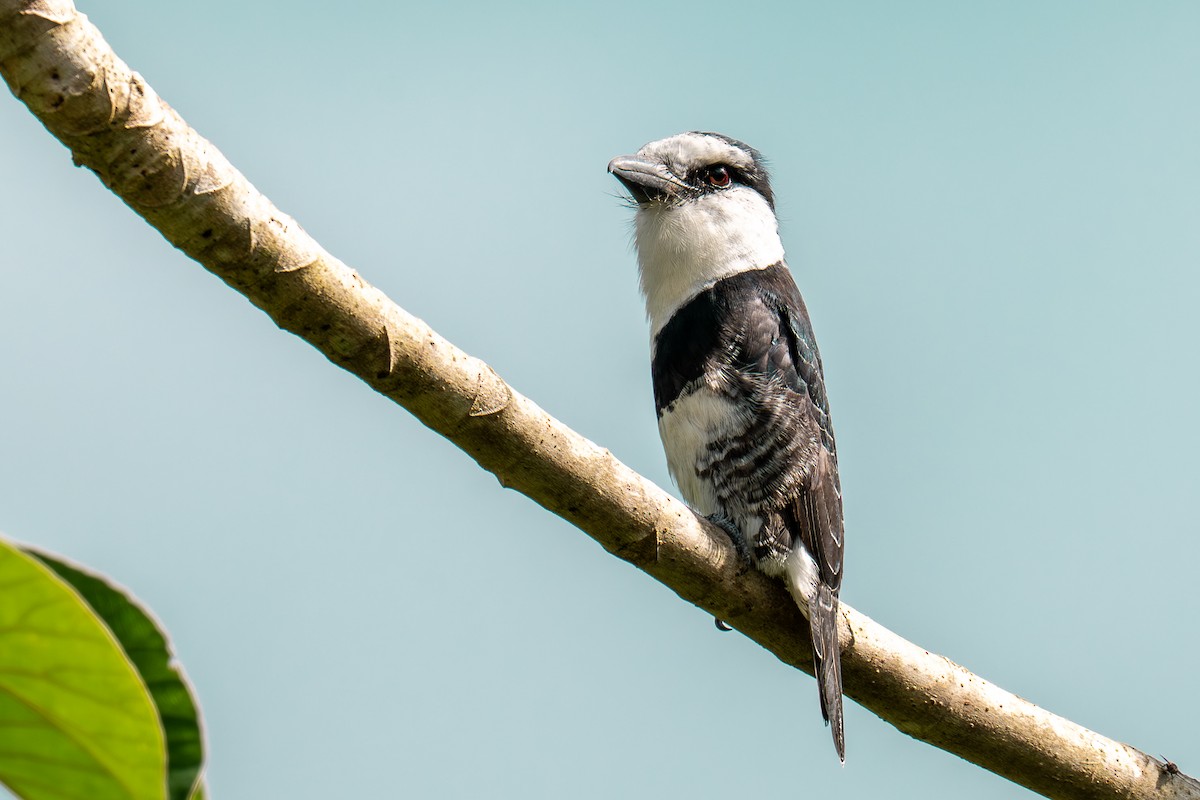 White-necked Puffbird - ML646535702