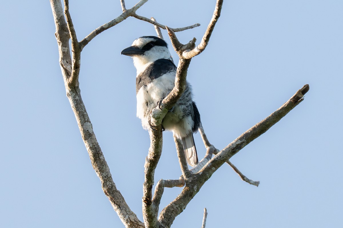White-necked Puffbird - ML646535703