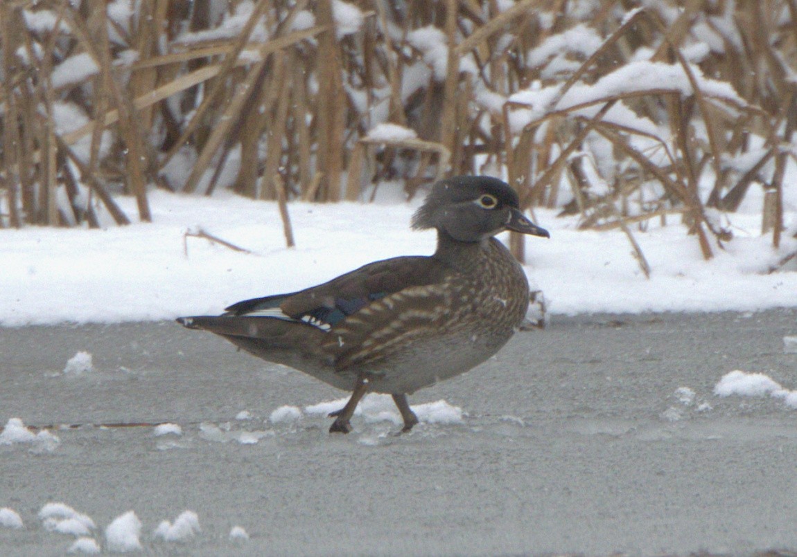 Canard branchu - ML646535707