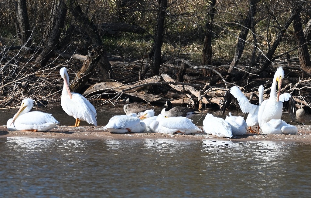 Pelícano Norteamericano - ML646535708