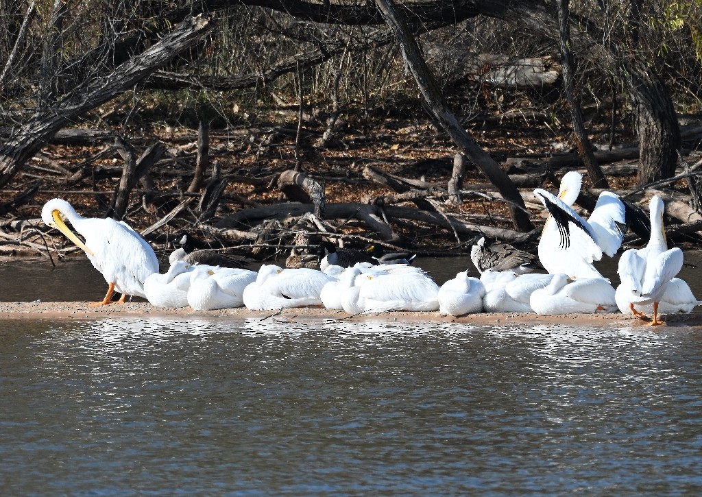 Pelícano Norteamericano - ML646535709