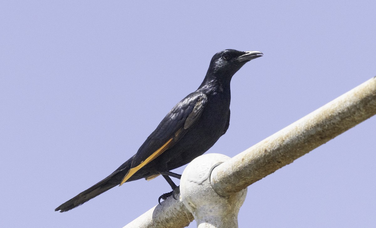 Red-winged Starling - ML646535710