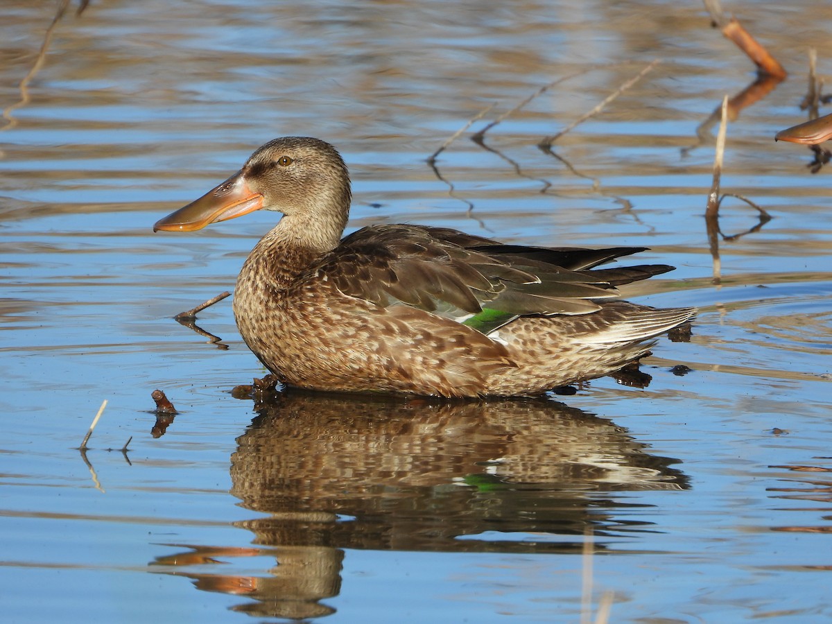 Northern Shoveler - ML646535728