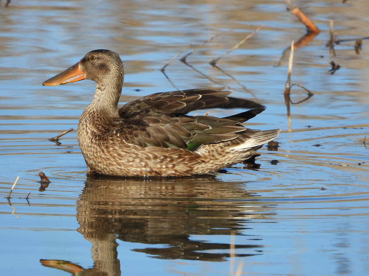 Northern Shoveler - ML646535729