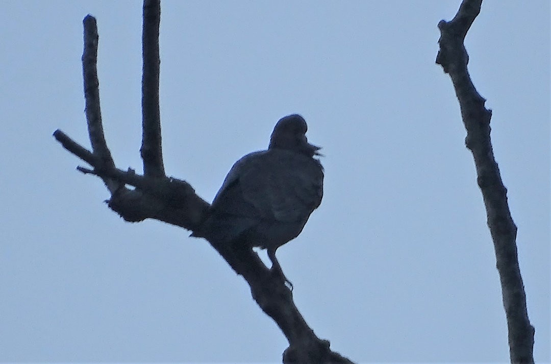 Pikazuro Güvercini - ML646535736