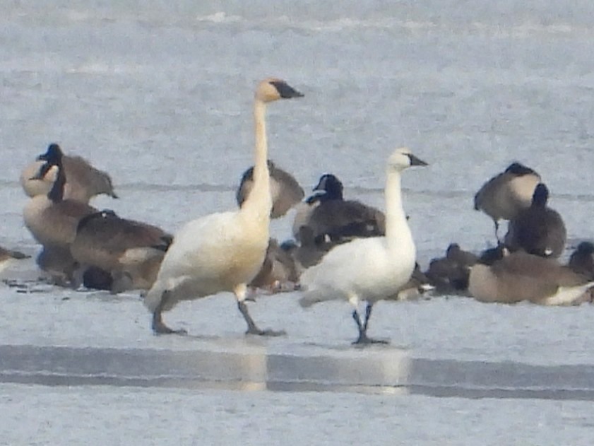 ברבור קטן - ML646535737