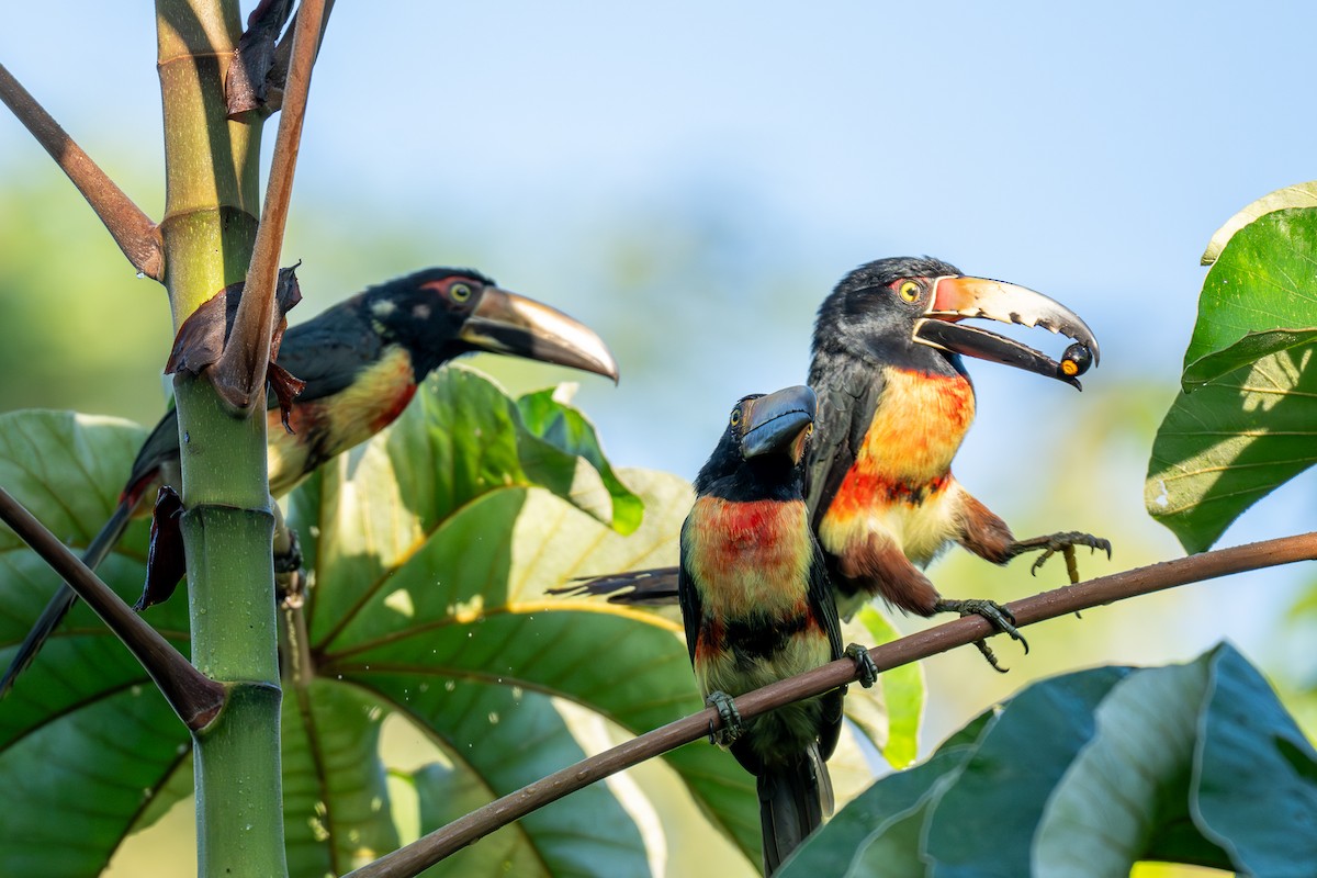 Collared Aracari - ML646535738