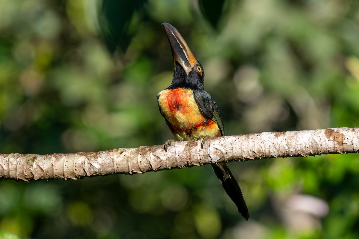 Collared Aracari - ML646535739