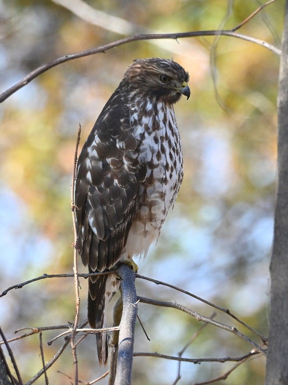 Busardo Pechirrojo - ML646535744