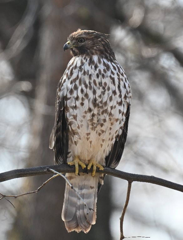 Busardo Pechirrojo - ML646535745