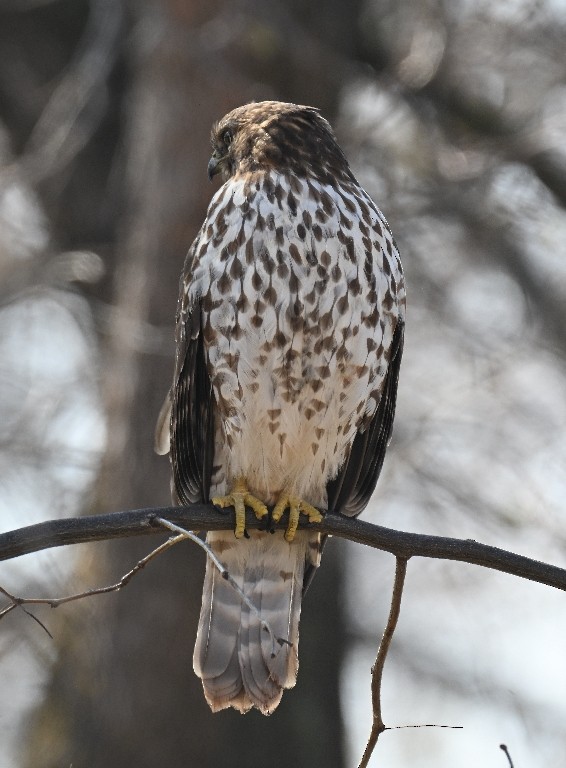 Busardo Pechirrojo - ML646535746