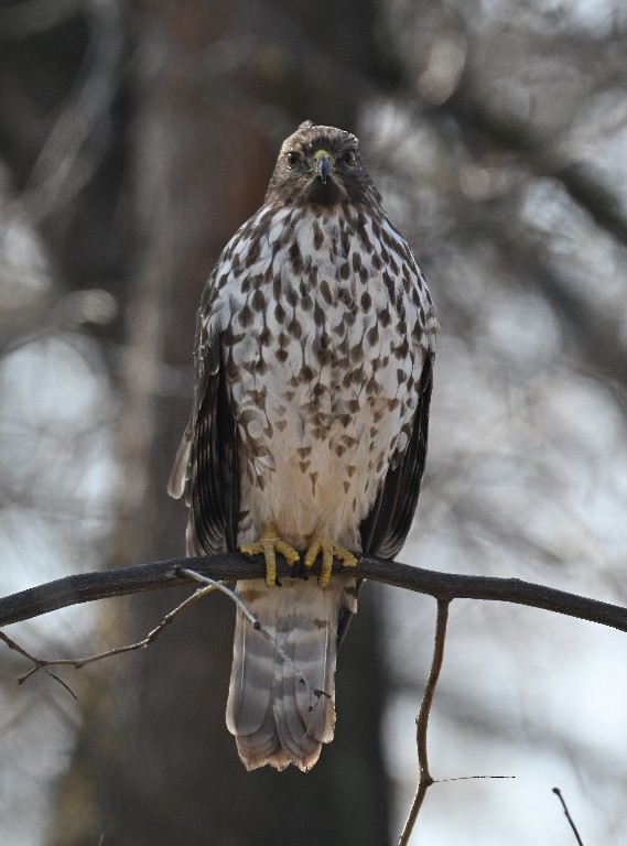 Busardo Pechirrojo - ML646535747