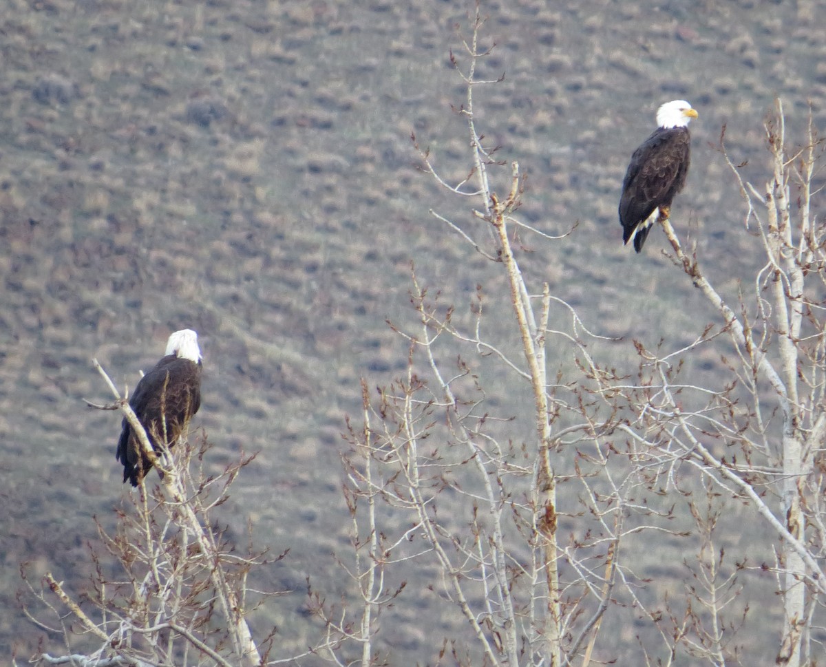 Bald Eagle - ML646535748