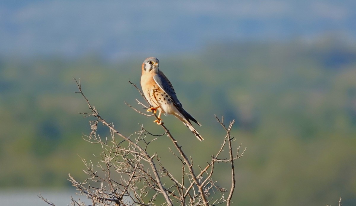 American Kestrel - ML646535749