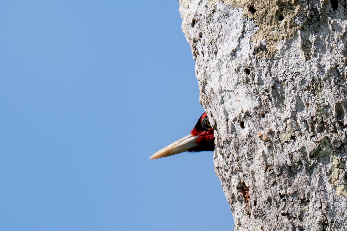 Lineated Woodpecker - ML646535755
