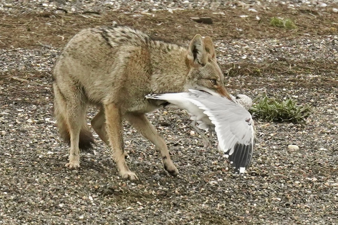 California Gull - ML646535762