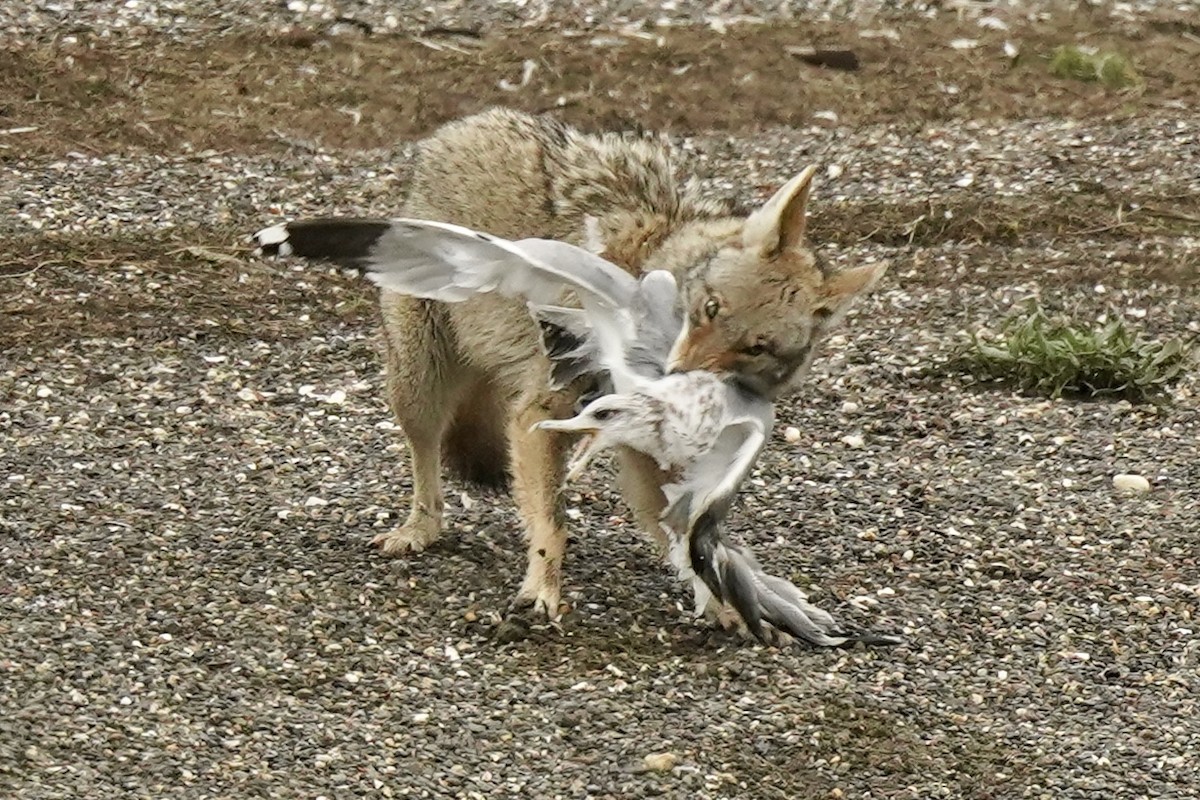 California Gull - ML646535763