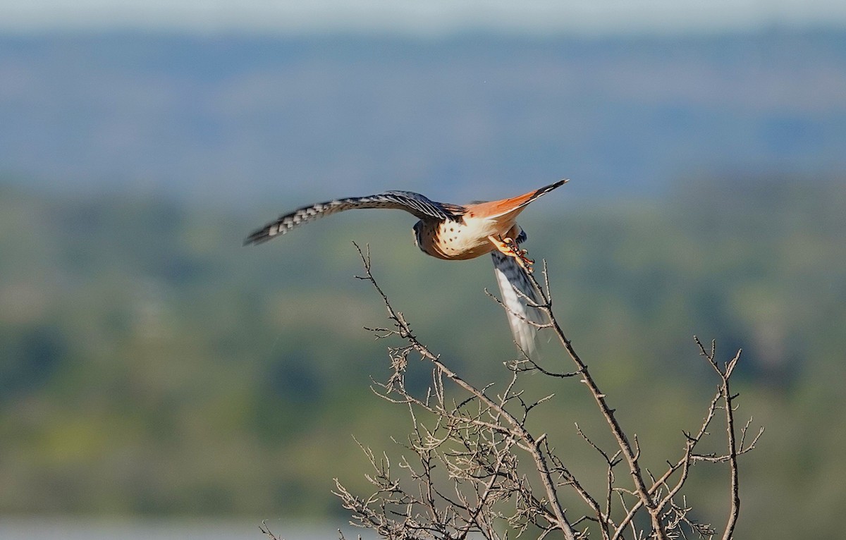 American Kestrel - ML646535764