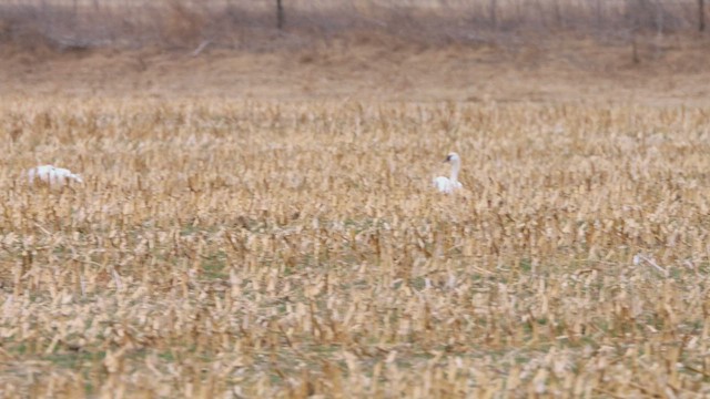 Лебідь-трубач - ML646535765