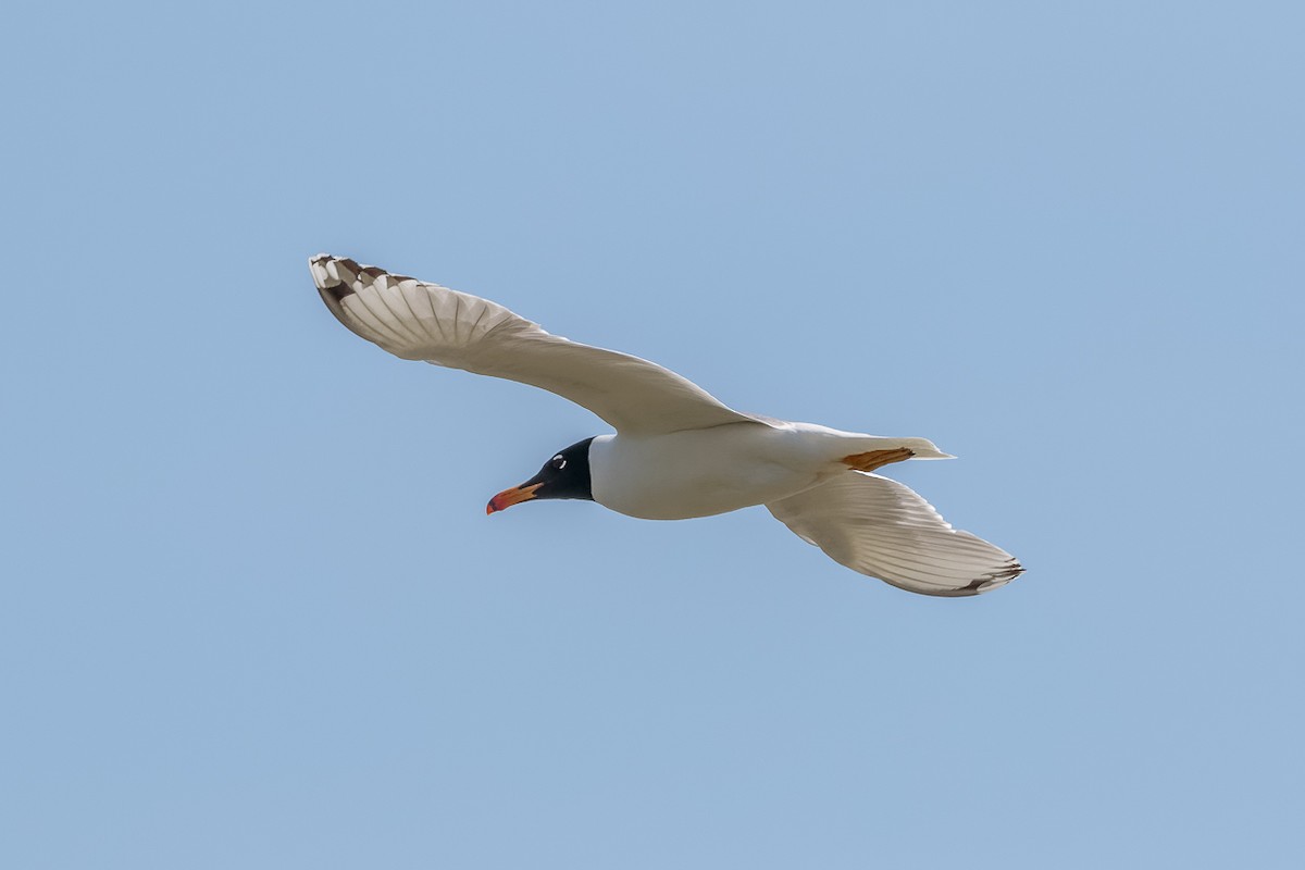 Черноголовый хохотун - ML646535766