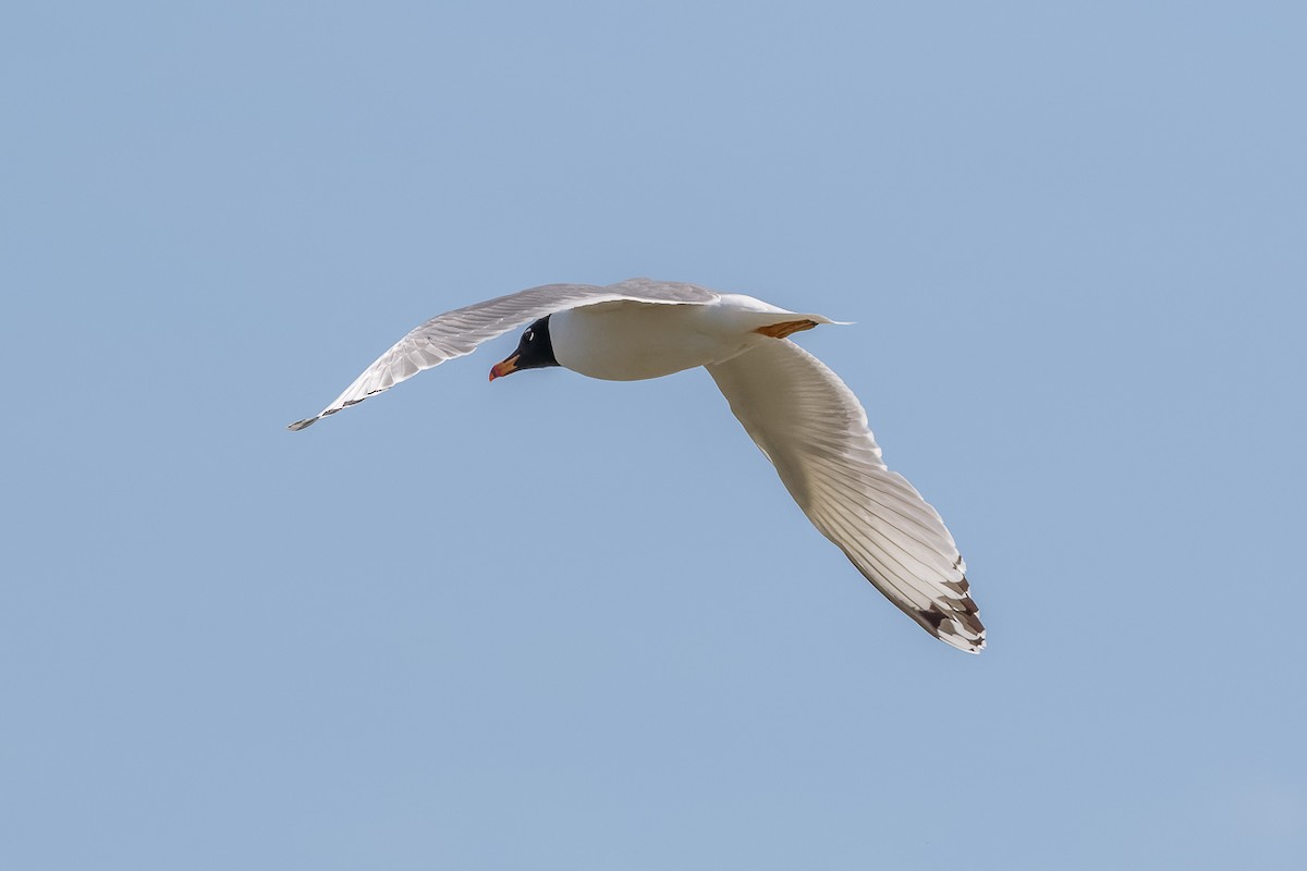 Черноголовый хохотун - ML646535767