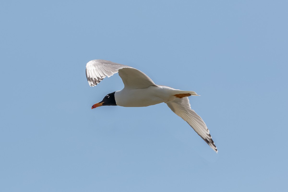 Черноголовый хохотун - ML646535768